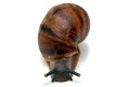 Archachatina marginata egregia Cameroon typ 2e juvenil